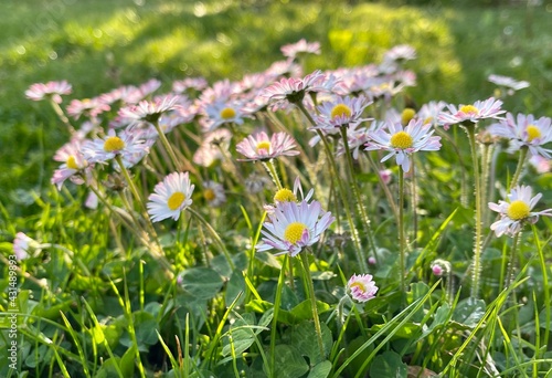 field of daisies, group of marguerites in evening sun 