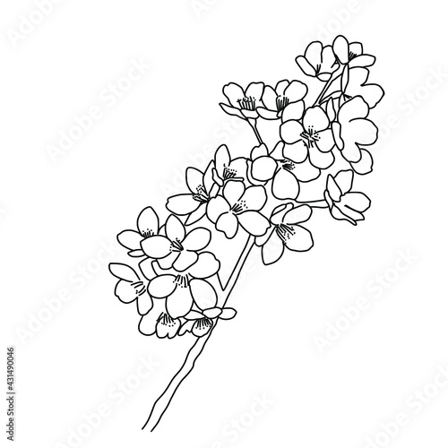 Abstract continuous line drawing. The beautiful sakura flowers.