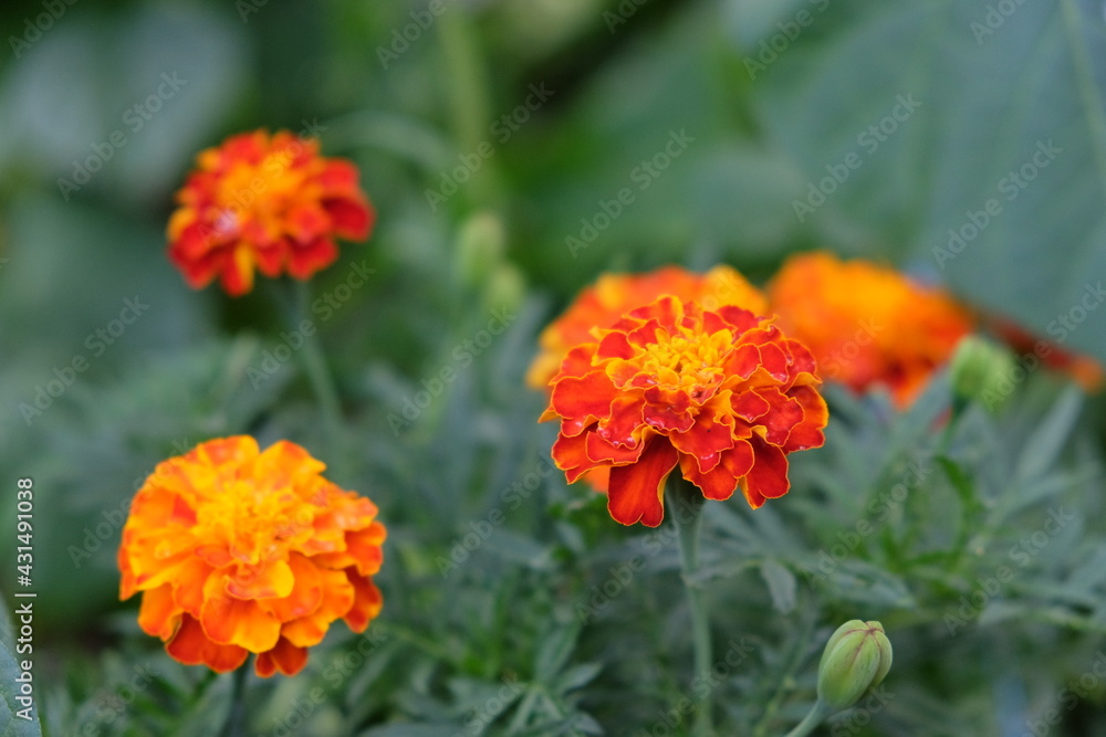 Several marigold flowers, close-up. Bright flowers with dew on the petals. Several marigold flowers, close-up. Bright flowers with dew on the petals.