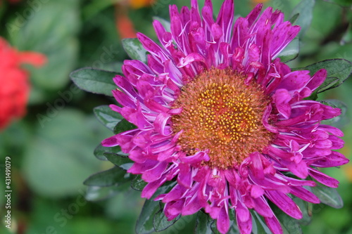 Single flower of purple chrysanthemum on a blurred background  close-up. Dew drops on flower petals.