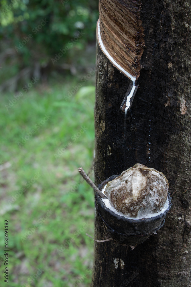 Rubber tree and bowl filled with latex. Rubber tree and bowl filled with latex.