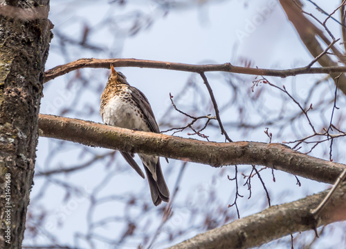 Song Thrush in a Tree in Spring