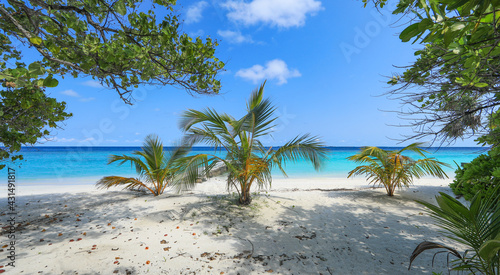 Fototapeta Naklejka Na Ścianę i Meble -  palm plants on a tropical island