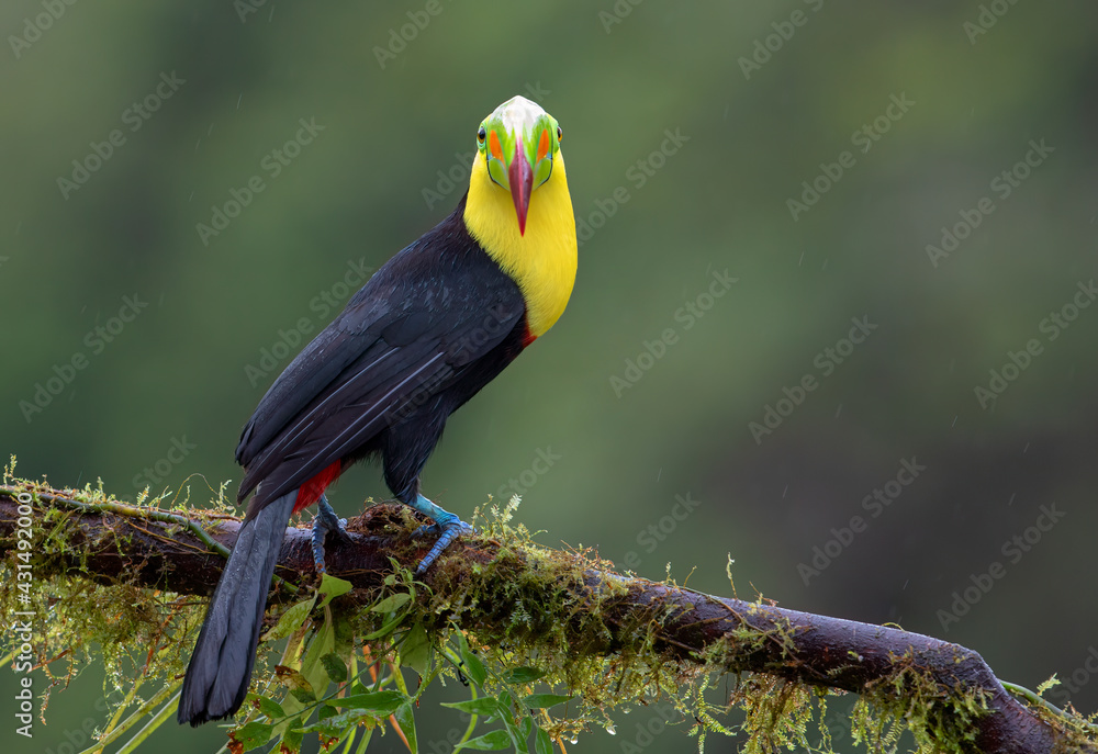 Fototapeta premium Portrait of Keel-billed Toucan (Ramphastos sulfuratus) in the rain perched on a mossy branch in the rainforests of Costa Rica