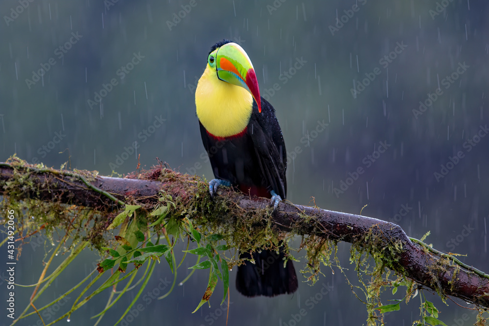 Fototapeta premium Portrait of Keel-billed Toucan (Ramphastos sulfuratus) in the rain perched on a mossy branch in the rainforests of Costa Rica