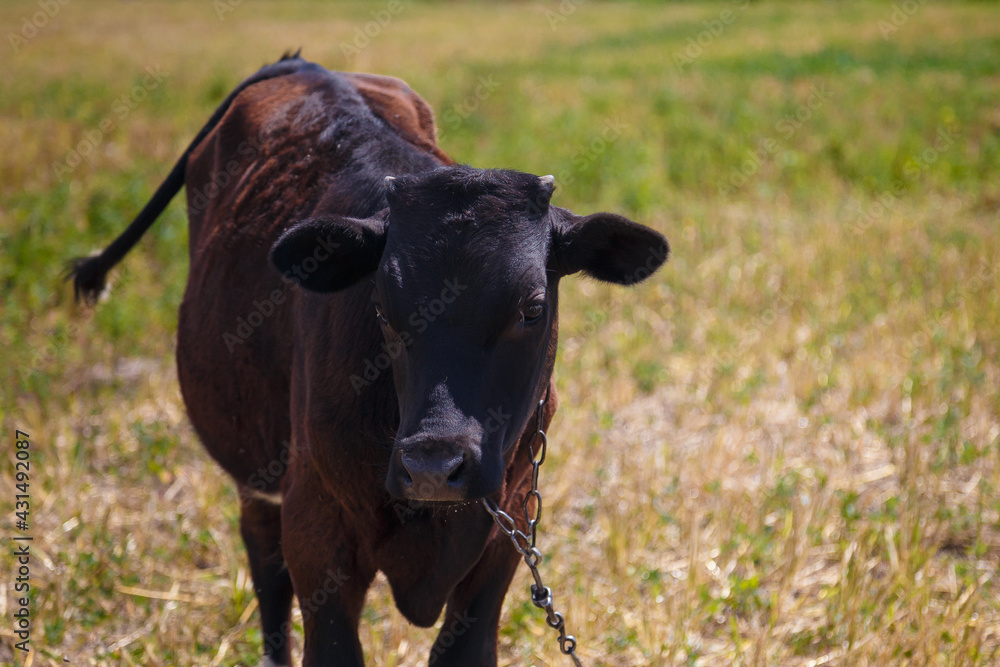 Black calf grazing in field, livestock feed, summer countryside life concept. Black calf grazing in field, livestock feed, summer countryside life concept.