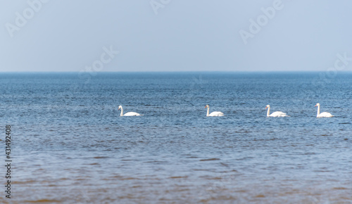 Swans Swimming on the Baltic Sea Coast