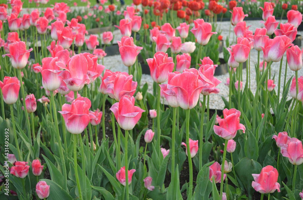 Ant eye view of Red and pink tulip flower in the field with vivid color.