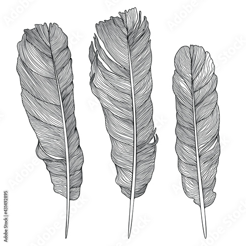 Set of hand drawn feathers isolated on white. Black and white vector illustration.