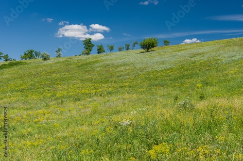 Summer landscape  with native grasses in hilly area using as a pasture near Dnipro city in Ukraine