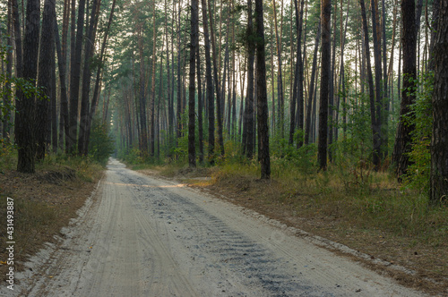 Empty sandy earth road in morning pine forest in ukraine © Yuri Kravchenko