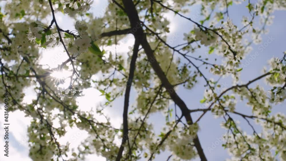 Spring or summer clear sunny blue sky with soft morning sunlight and natural bokeh of defocused blooming with white delicate flowers branches of fruit trees growing outdoors. Abstract 4k background Spring or summer clear sunny blue sky with soft morning sunlight and natural bokeh of defocused blooming with white delicate flowers branches of fruit trees growing outdoors. Abstract 4k background
