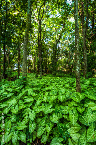 Tropical foliage. Nature and environment.