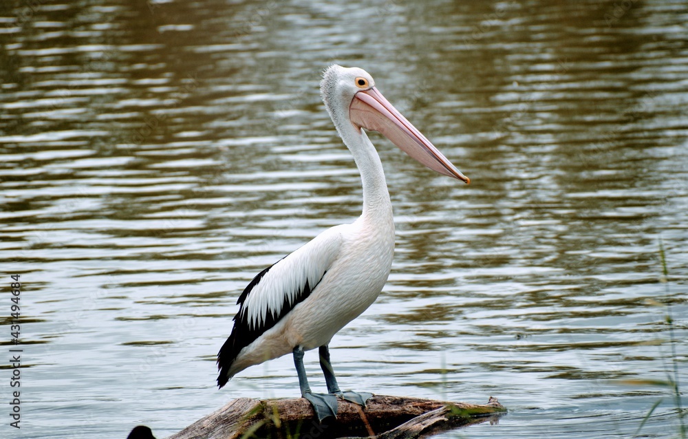 Pelican Pelican