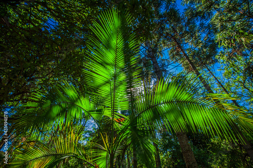 Tropical foliage. Nature and environment.