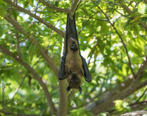 The flying fox (fruit bat) hangs on the branch palm trees