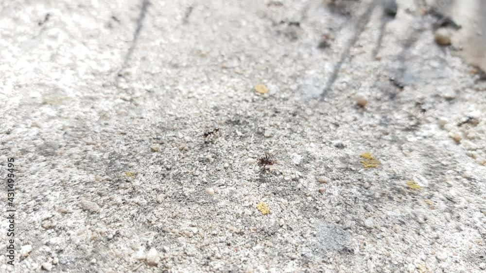 Black ants crawl on the grey stone floor. Black ants crawl on the grey stone floor.