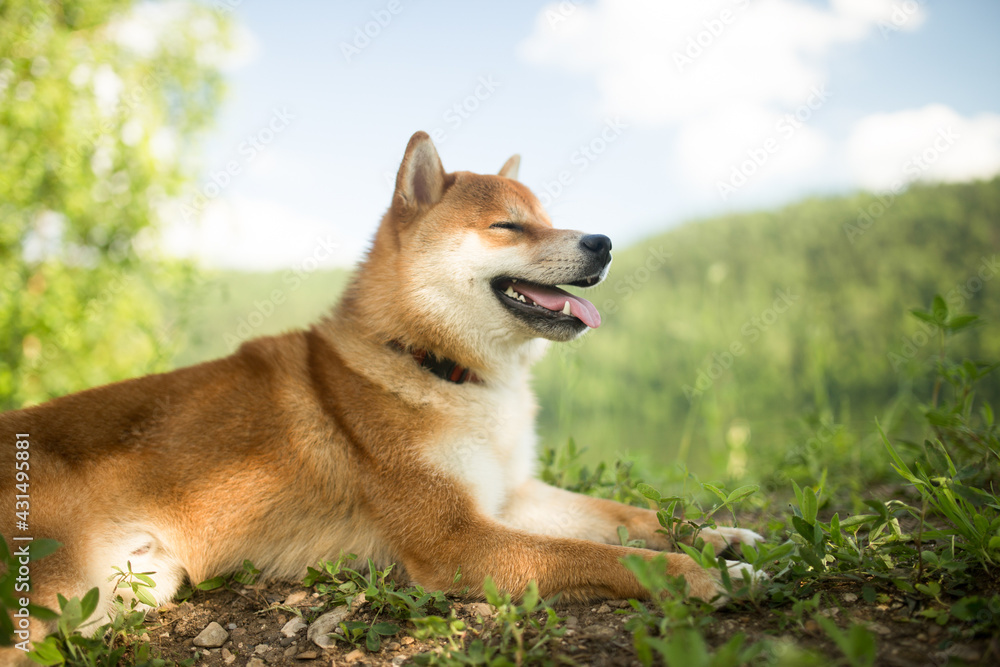 A beautiful red-haired Shiba Inu dog is resting on the grass. The dog lies lazily against the background of the sky and green grass.