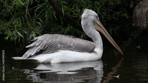 CZECH REP., ZOO PRAHA - JUN 11, 2020: Dalmatian pelican (Pelecanus crispus). Czech: Pelikan kaderavy.