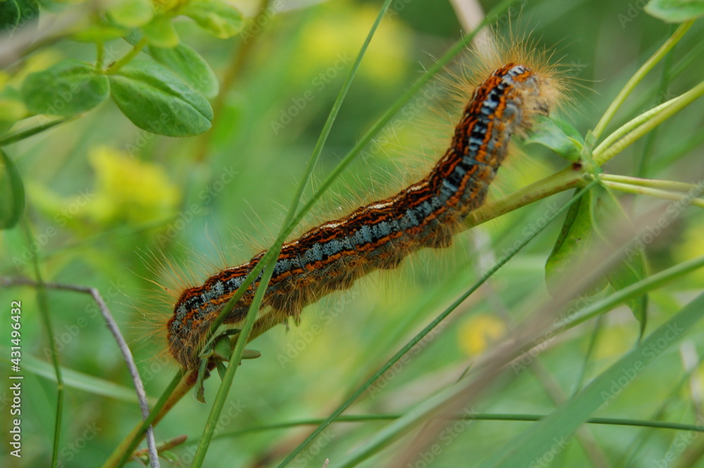 chenille chenille