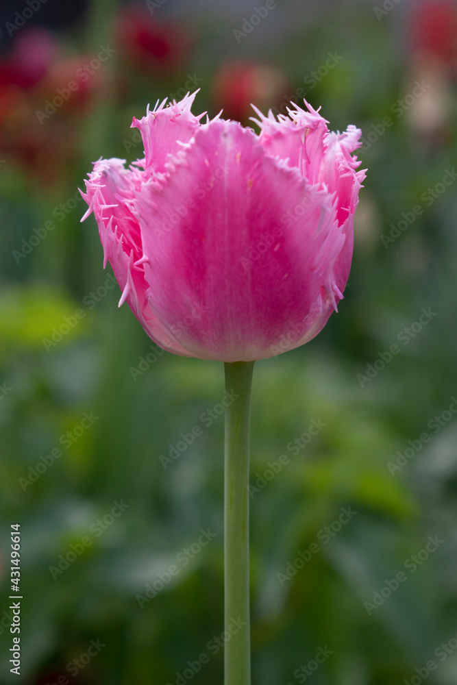 pink rose pink rose