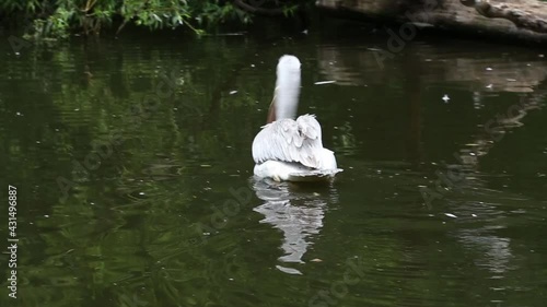 CZECH REP., ZOO PRAHA - JUN 11, 2020: Dalmatian pelican (Pelecanus crispus). Czech: Pelikan kaderavy.
