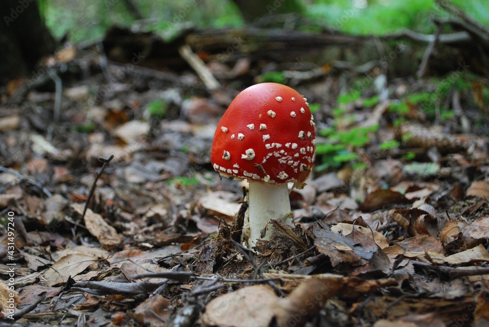 mushroom mushroom in the autumn forest on the grass photomacro photography mushroom mushroom in the autumn forest on the grass photomacro photography