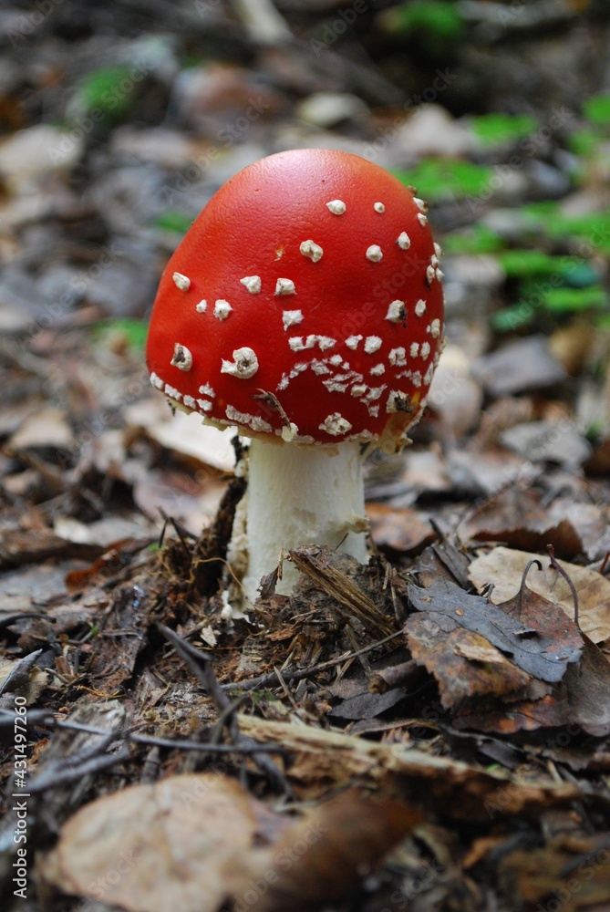 mushroom mushroom in the autumn forest on the grass photomacro photography mushroom mushroom in the autumn forest on the grass photomacro photography