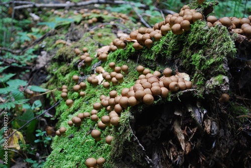 round mushrooms on a fallen tree covered with moss photomacro photography
