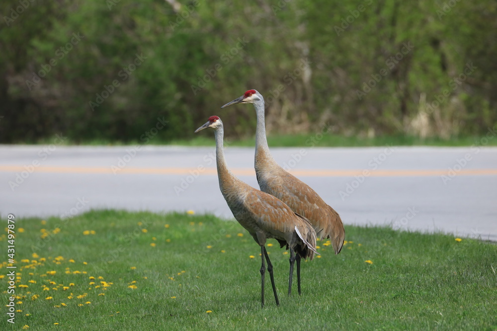Obraz premium Sandhill Crane Walking Through the Neighborhood 