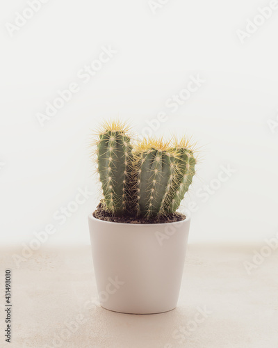 Vertical flower composition with cactus in a round white pot on a light plain background with copy space. Hobbies growing home plants. Home gardening