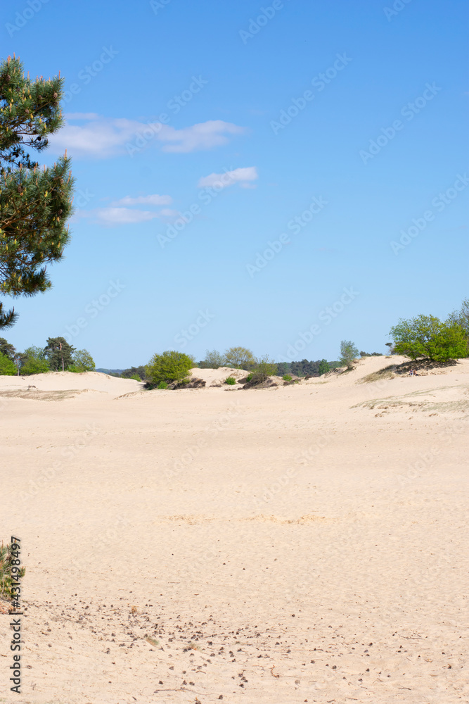 Sand dunes in Kootwijk the Netherlands