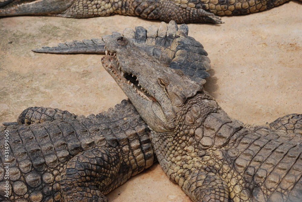 Obraz premium crocodile