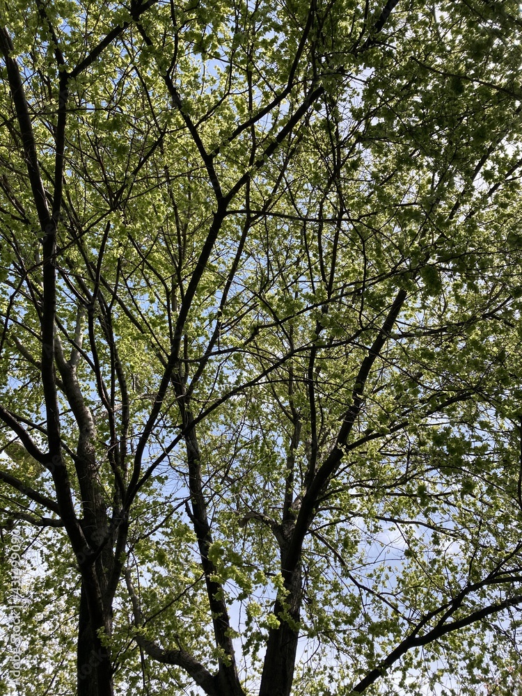 sky view between trees in sunny day sky view between trees in sunny day