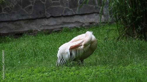 CZECH REP., ZOO PRAHA - JUN 11, 2020: Great white pelican (Pelecanus onocrotalus), eastern white pelican, rosy pelican, white pelican. Czech: Pelikan bily.