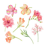 set of watercolor garden pink and orange flowers isolated on white background, hand painted
