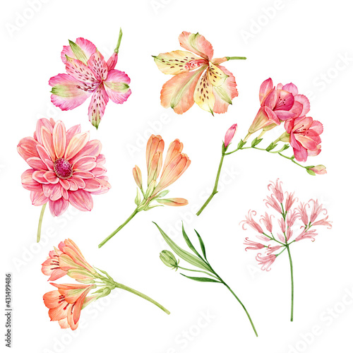 set of watercolor garden pink and orange flowers isolated on white background  hand painted