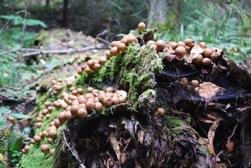 round mushroom in moss on a fallen tree