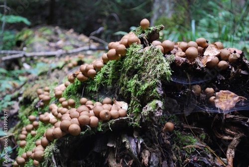 round mushroom in moss on a fallen tree
