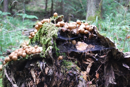 round mushroom in moss on a fallen tree