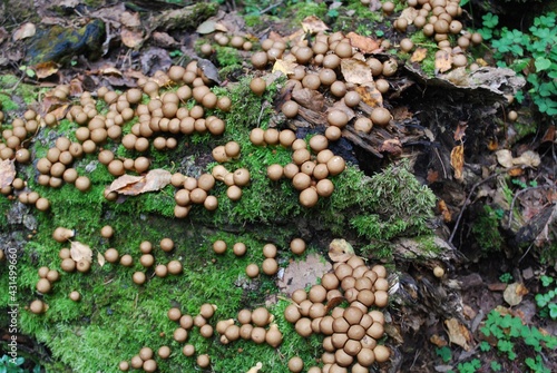 round mushroom in moss on a fallen tree