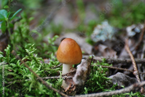 small mushroom in the grass macro photography