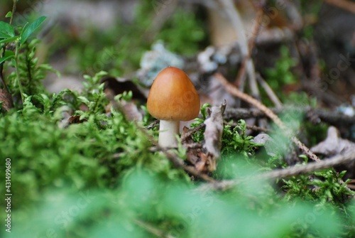 small mushroom in the grass macro photography