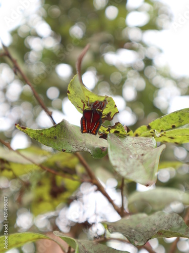 Photos Tessaratomidae on the Lychee tree design for damage concept
