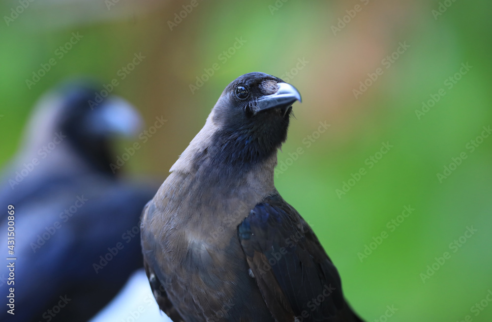 Fototapeta premium black crows in a tropical resort
