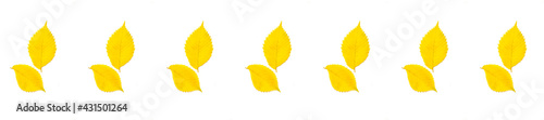 Pattern elm autumn leaf on white background