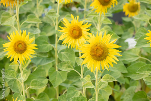 Sunflower natural background. Sunflower blooming. Plant growing up among other sunflowers. Daylight in morning or evening. Big yellow sunflowers field. Harvest time.