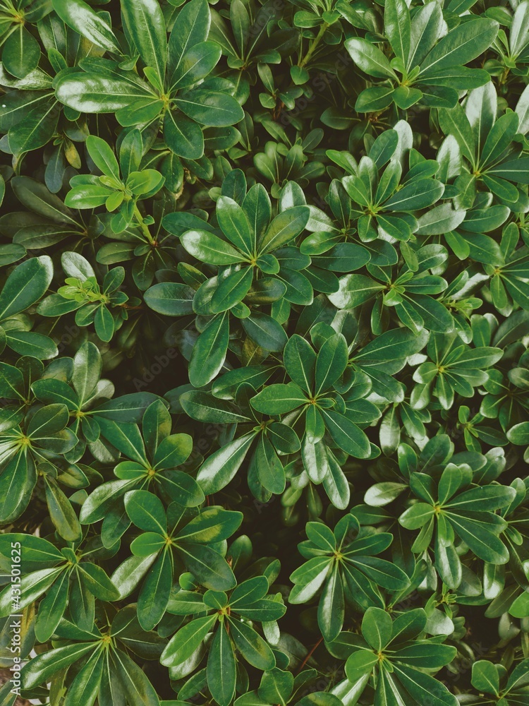 Obraz premium green leaves background