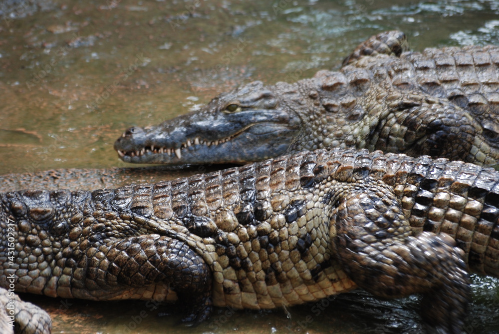 crocodile crocodile