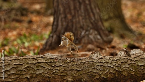 The American red squirrel (Tamiasciurus hudsonicus) known as the pine squirrel, North American red squirrel and chickaree.
